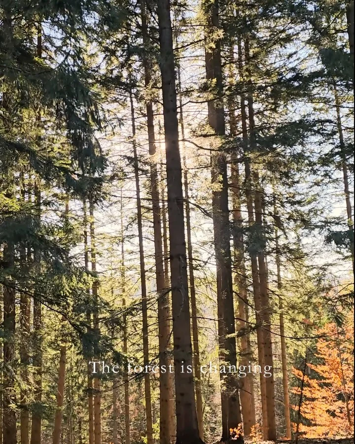 Instagram post from thepinesbucegilodge. This post is in position 3.